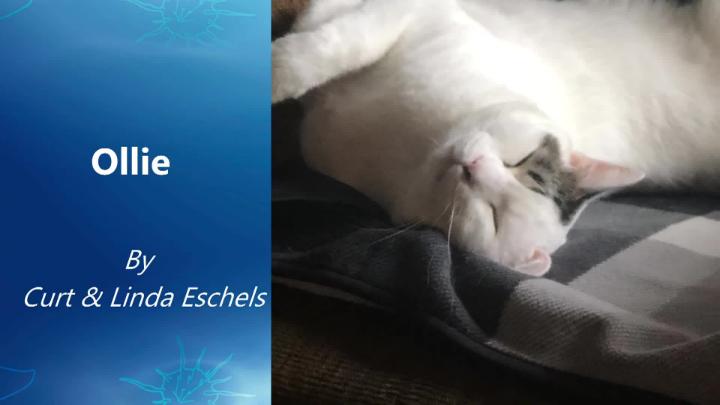 Thumbnail image for Pets at Panorama 2026