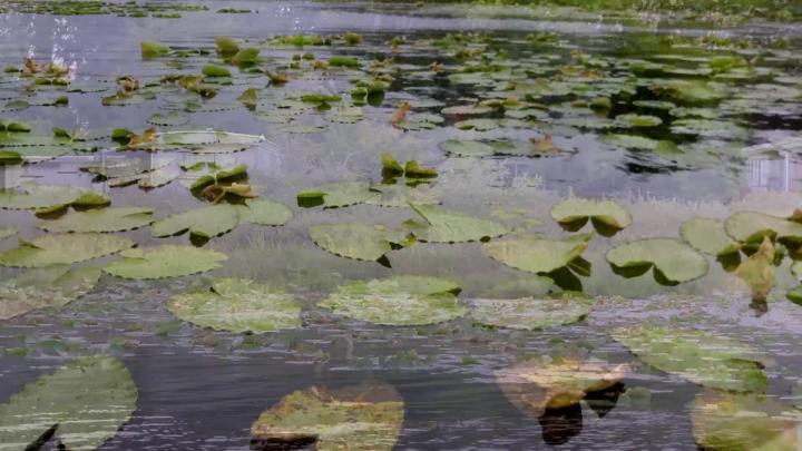 Thumbnail image for Chambers Lake Beyond The Shoreline